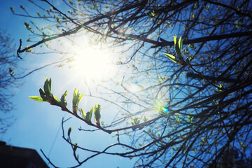 Bright spring greens at dawn in the forest. Nature comes to life in early spring.