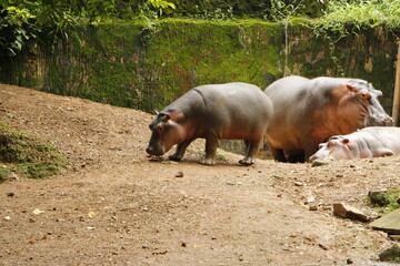 hippopotamus in the wild