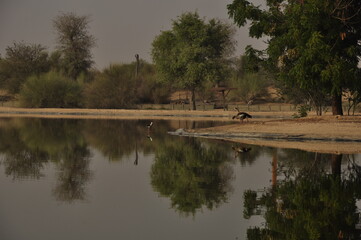 birds on the river