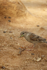 green grass in the beak of a sparrow. sparrow on the ground
