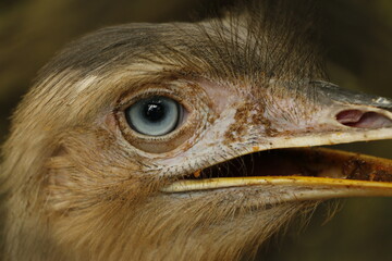 close up of an ostrich