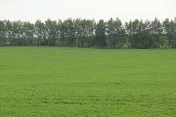 Beautiful landscape of green hills, forests and fields in Russia in the summer.