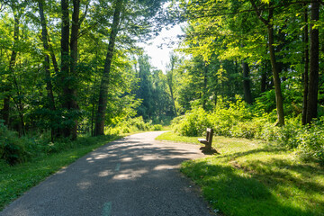 Fototapeta premium The path through the woods sunny day