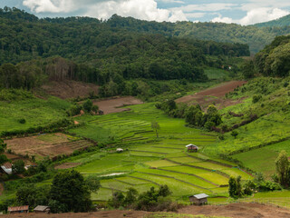 Fototapeta na wymiar Rice field or paddy field in the green valley