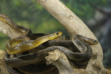 close up of a snake