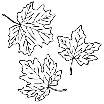 vector illustration, drawing in doodle style in black, contours of maple leaves, isolate on a white background