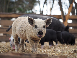 Mangalitsa pigs in a pigsty on the farm