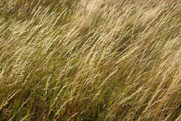 dry grass background