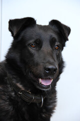 The portrait of a big smart black dog in close-up. 