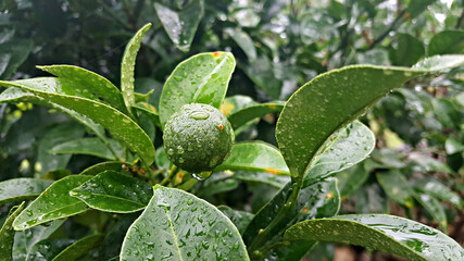 한국 제주도 대표 과일은 귤, 청귤