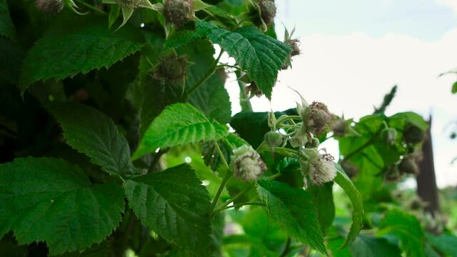 Shooting of unripen green raspberry in the orchard
