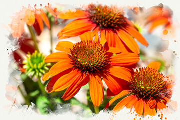 Orange cone flowers as digital watercolor