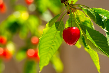 Pretty please with a cherry on top