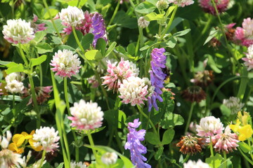 Clover In Bloom, Edmonton, Alberta