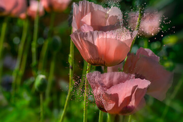 Pink spring flowers popping with color