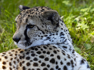 Portrait of a Cheetah, Acinonyx jubatus, lying on green grass