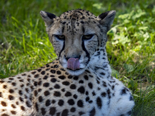 Portrait of a Cheetah, Acinonyx jubatus, lying on green grass