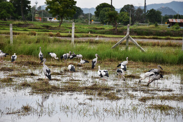 Birds eat shellfish in the fields