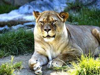 A female Barbary Lion, Panthera leo leo, lies on a green lawn and observes the surroundings