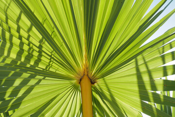 Fresh palm leaf background with green