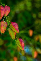 Christmas in July Seed Pods