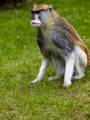 Naklejka na ściany i meble The male Patas Monkey, Erythrocebus patas, sitting on a green lawn