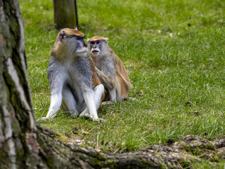 Naklejka na ściany i meble A pair of Patas Monkey, Erythrocebus patas, sitting on a green lawn and watching the surroundings