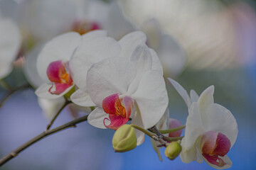 Elegante Orchideen