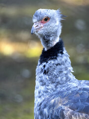Portrait of a Southern screamer, Chauna cristata, with a black collar around his neck