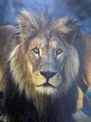 Portrait of a beautiful big male Barbary the Lion, Panthera leo leo