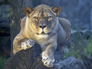Fototapeta na wymiar The female Barbary lion, Panthera leo leo, lies on a trunk and observes the surroundings