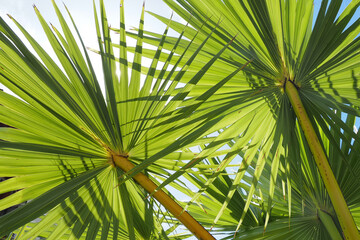 Obraz na płótnie Canvas Fresh palm leaf background with green