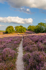 Naklejka na ściany i meble Posbank National park Veluwe, blooming purple heather fields. Sand road between the purple heather.