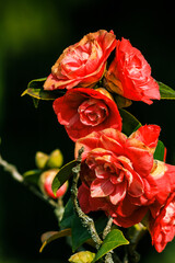 Rosebush in the sunshine. Detail shot of several red and orange open flowers in a wild garden. Flowers on a shrub with green leaves in spring
