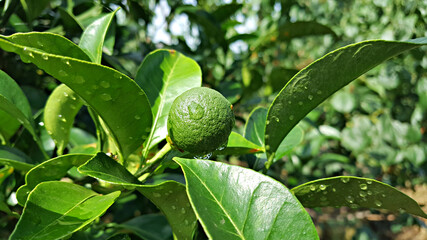 한국 제주도 대표 과일은 귤, 청귤