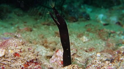 Close-up. Ribbon eel sits in its hole on the seabed. Philippines. Anilao.