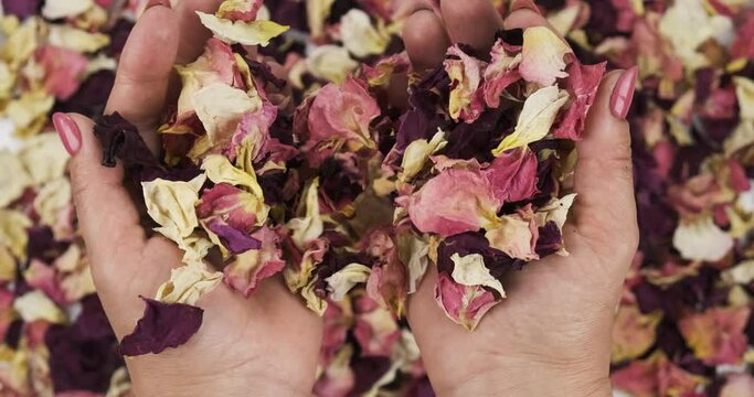 Female hands hold dry rose petals in their palms and threw on a heap of dry rose petals.