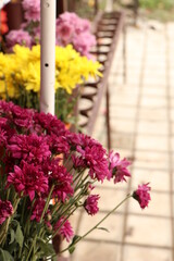 Spring flowers. Summer flowers. Red flowers by the street side 