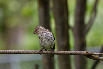 Pine Siskin perched on a twig with blurred background