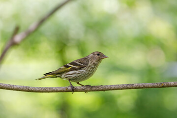 Pine Siskin perched on a twig with colorful blurred background