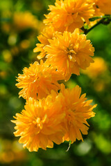 Yellow flowers on a flower bush. Japanese ranunculus in the sunshine. Detail shot of Japanese flower with open flowers in a wild garden. Several flowers on a shrub with green leaves in spring