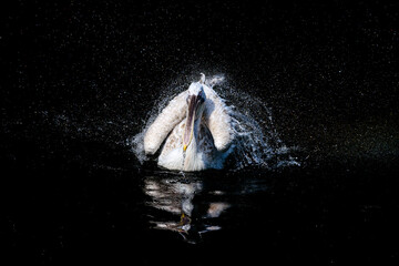 Big pelican with flapping wings and blue drops swimming in black water of dark ocean, wildlife