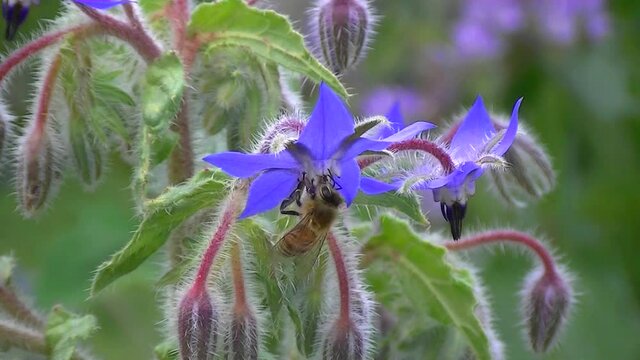 Close up of a bee collecting nectar on a borage, also known as Borago officinalis, Starflower, Borretsch, Kukumerkraut or Gurkenkraut