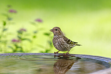 Pine Siskin perched on birdbath with colorful blurred background