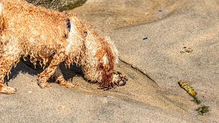 dog on the beach