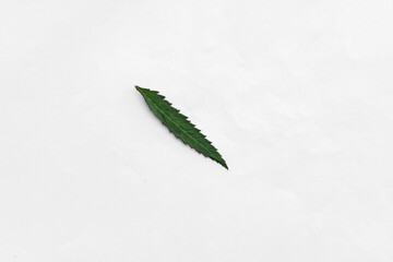 Plant leaves  with white background