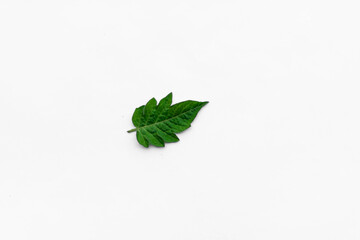 Plant leaves  with white background