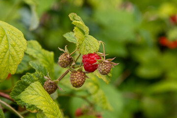 red raspberry on a branch