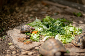 Turtles