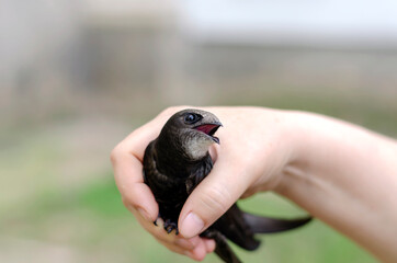 Portrait of a swift with open mouth in female hands.